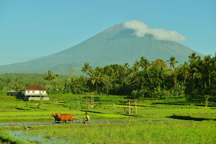 Kuliner Dekat Candi Borobudur